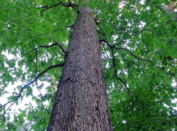 Có hơn 90 loại gỗ Oak xuất hiện ở Mỹ